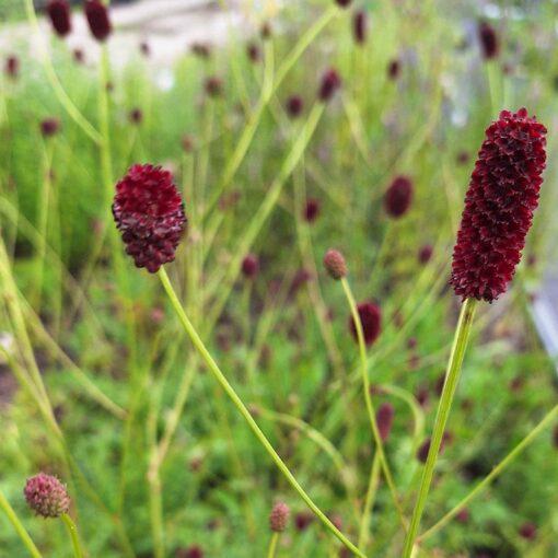 Grote pimpernel - Sanguisorba officinalis