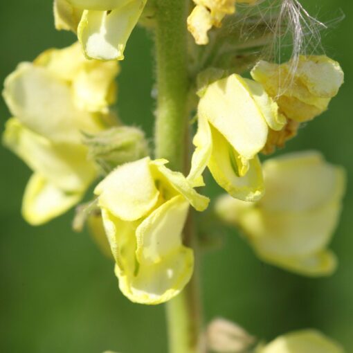 Keizerskaars - Verbascum phlomoides - Afbeelding 2