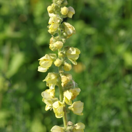 Keizerskaars - Verbascum phlomoides