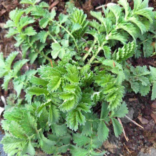 Gewone agrimonie - Agrimonia Eupatoria - Afbeelding 3
