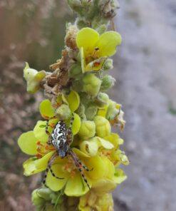 Koningskaars - Verbascum thapsus