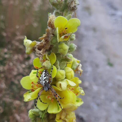 Koningskaars - Verbascum thapsus
