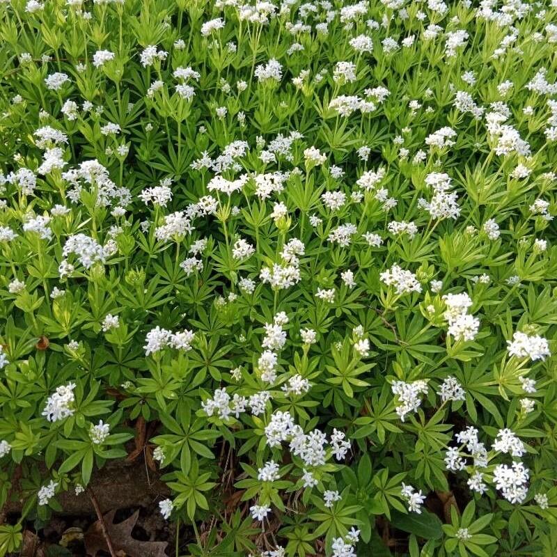 Schaduwrijke tuin - inheems bloeiend tuinpakket - Afbeelding 5