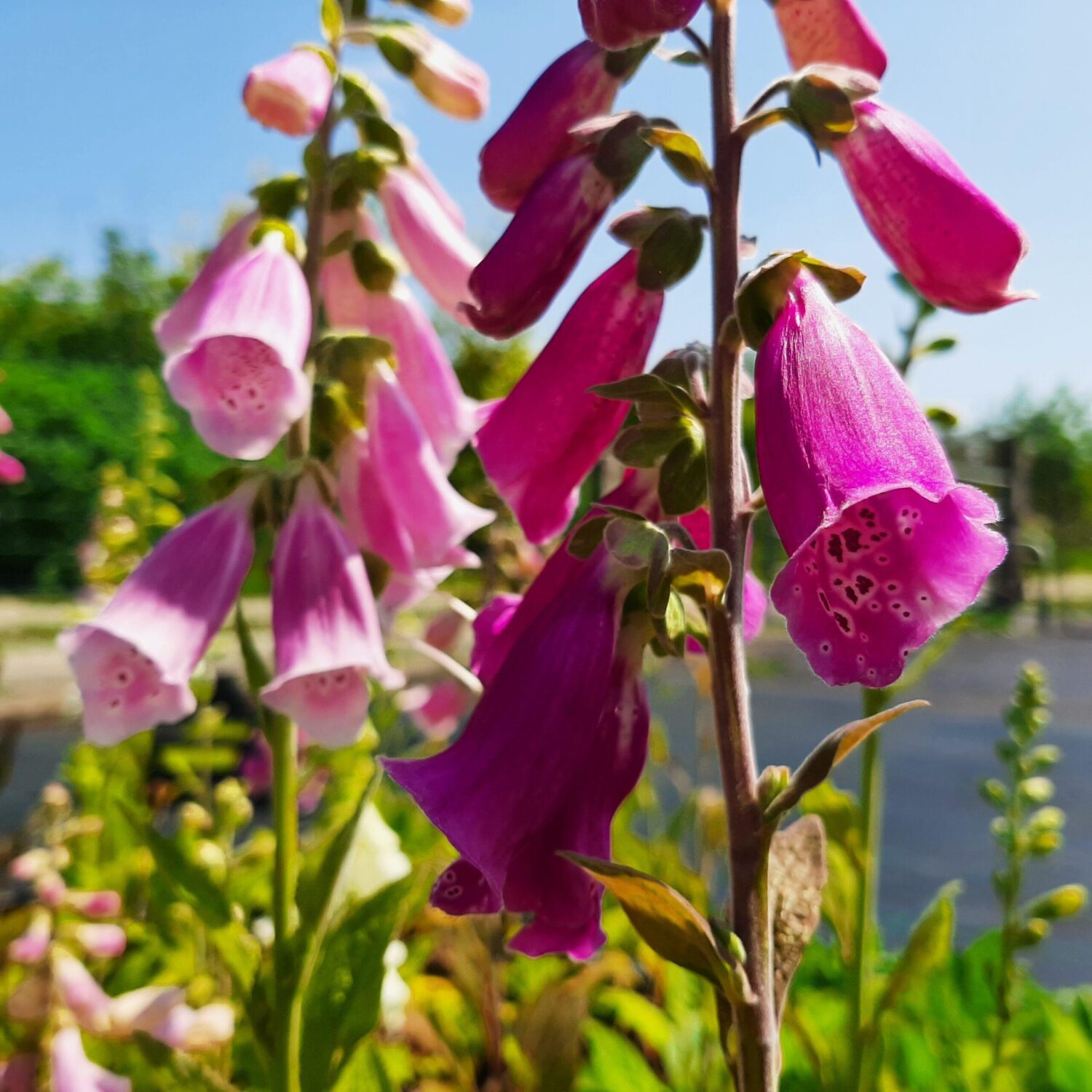 Schaduwrijke tuin - inheems bloeiend tuinpakket - Afbeelding 12