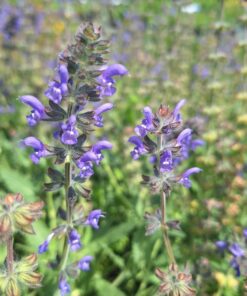 Kleinbloemige salie - Salvia verbenaca