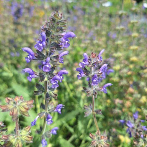 Kleinbloemige salie - Salvia verbenaca