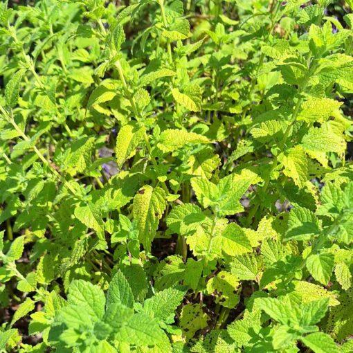BIO Citroenmelisse - Melissa officinalis 'Lemona' - Afbeelding 2