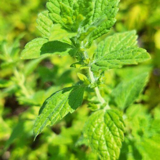 BIO Citroenmelisse - Melissa officinalis 'Lemona'