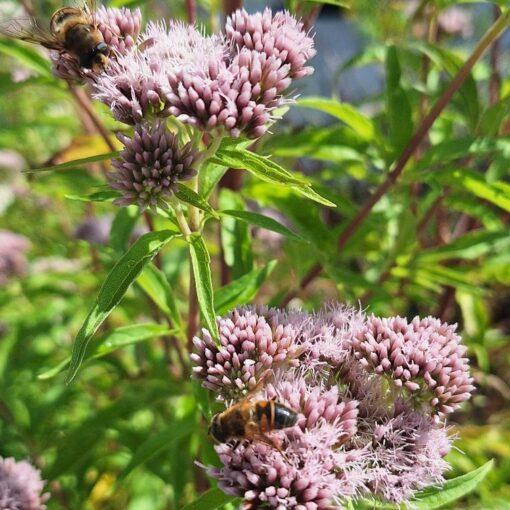 BIO Koninginnekruid - Eupatorium cannabinum