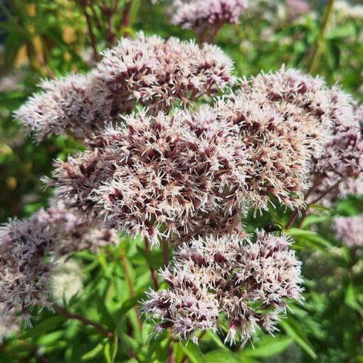 BIO Koninginnekruid - Eupatorium cannabinum - Afbeelding 2
