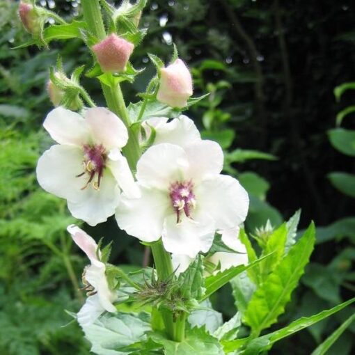 BIO Mottenkruid - Verbascum blattaria