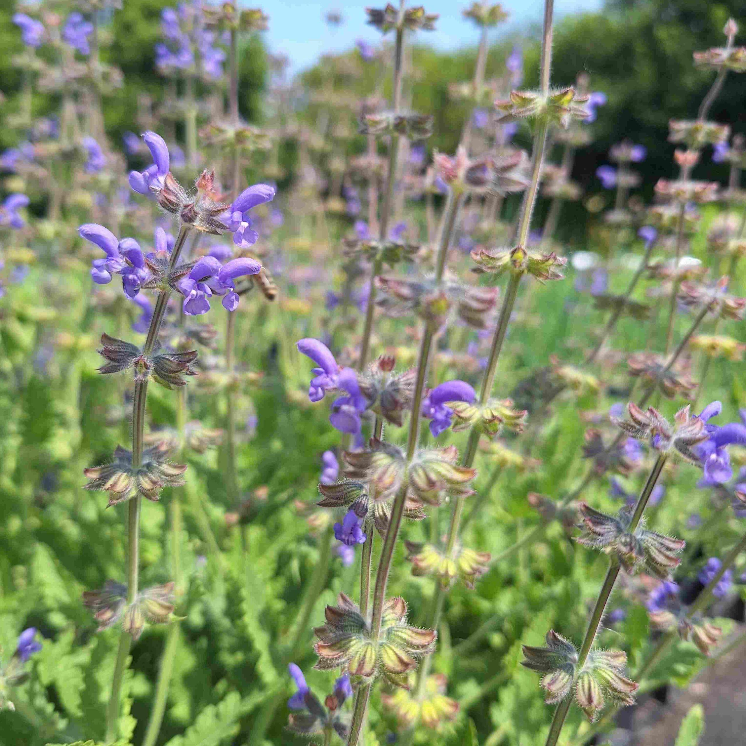 Wilde natuurlijke tuin – inheems tuinpakket - Afbeelding 2