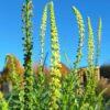 BIO Wouw - Reseda luteola