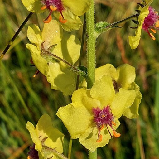 BIO Mottenkruid - Verbascum blattaria - Afbeelding 2