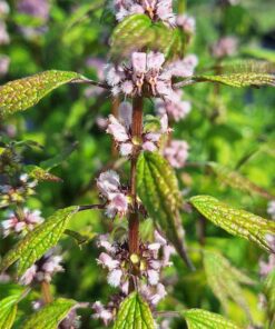 BIO Hartgespan - Leonurus cardica