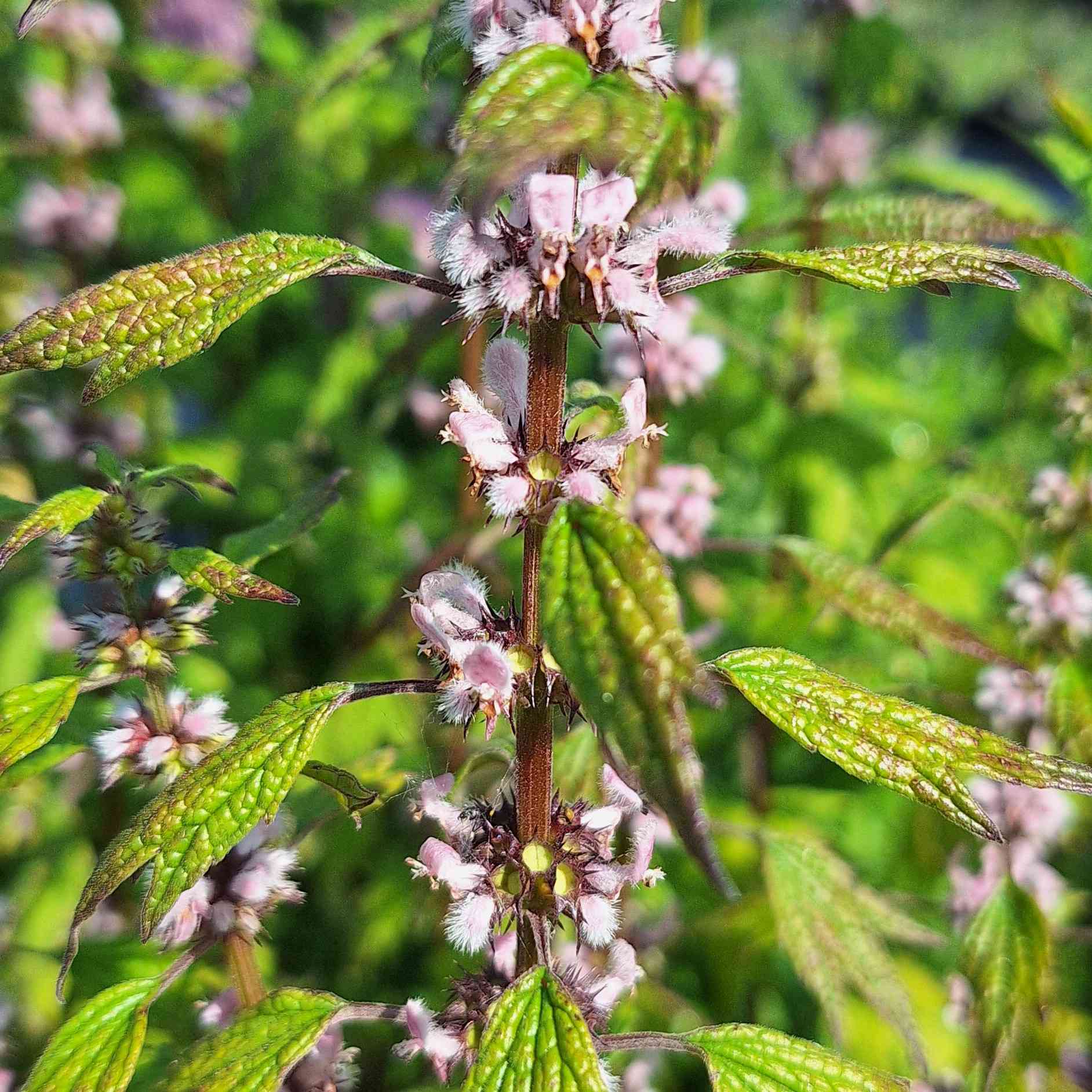 Zoemende tuin – inheems bijen- & vlinderpakket - Afbeelding 6