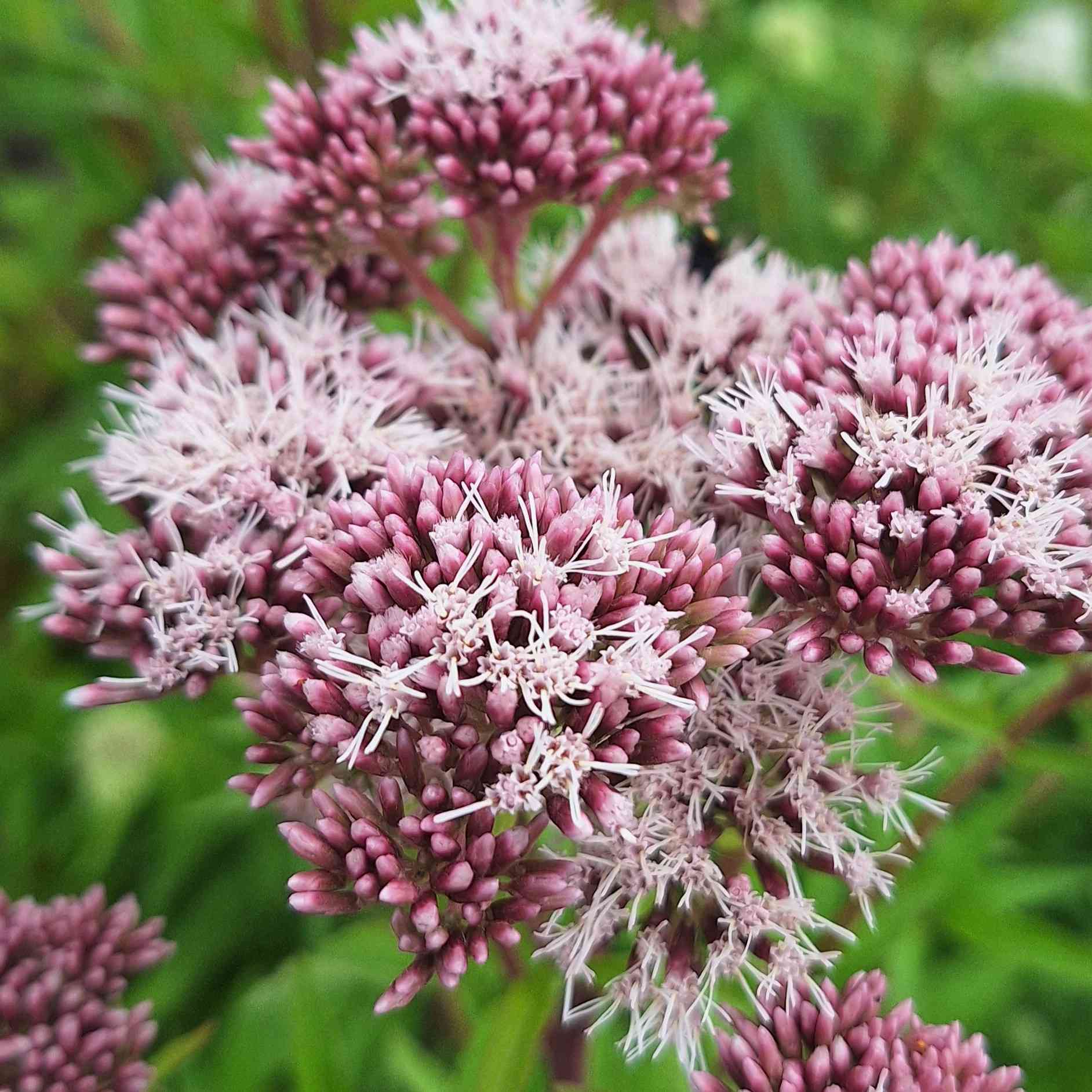 BIO Koninginnekruid - Eupatorium cannabinum - Afbeelding 2