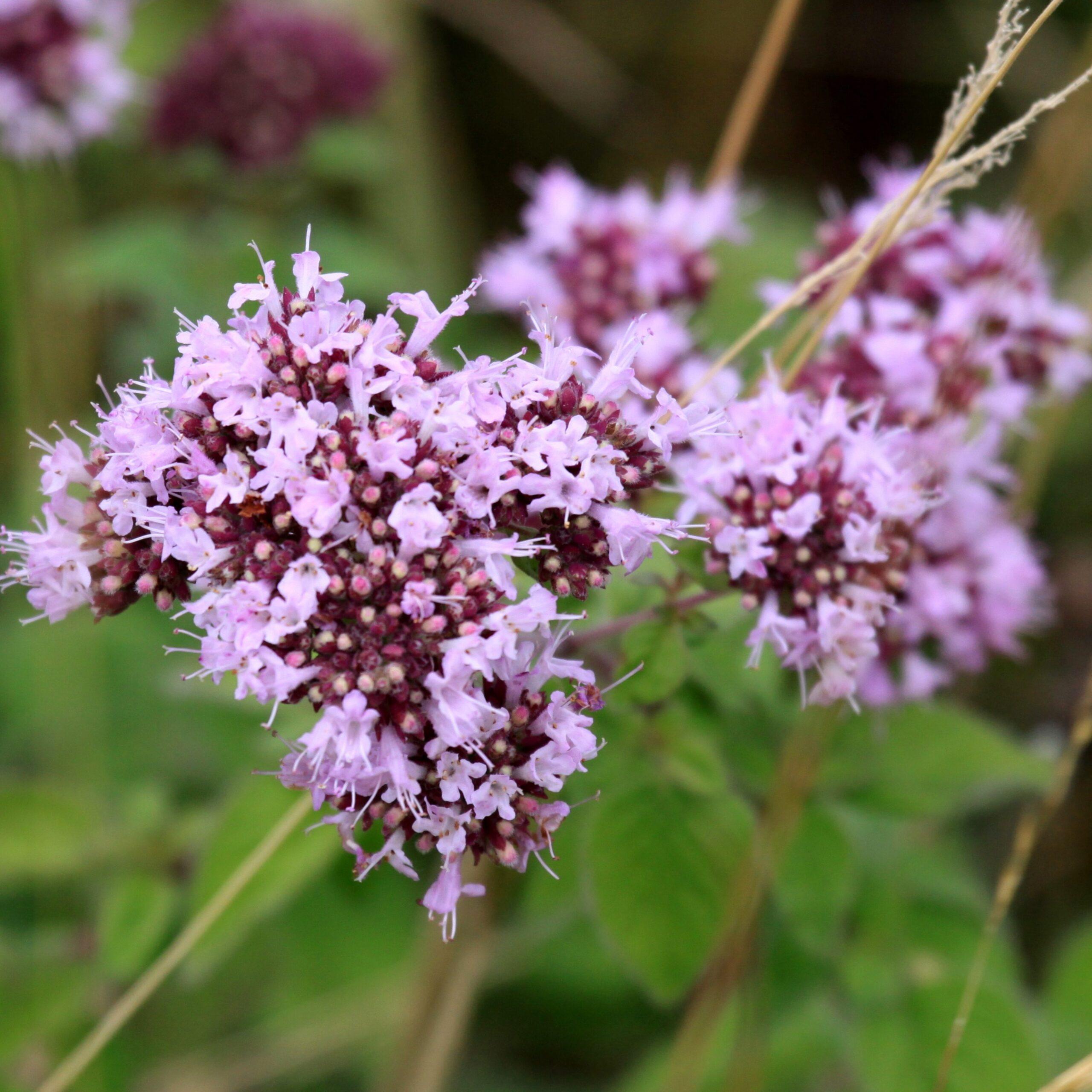 Zoemende tuin – inheems bijen- & vlinderpakket - Afbeelding 9