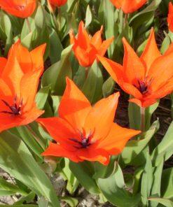 Botanische tulp Zwanenburg - Tulipa praestans 'Zwanenburg Variety' - 10 bollen