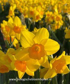 Narcis Garden Opera - Narcissus 'Garden Opera' - 10 bollen