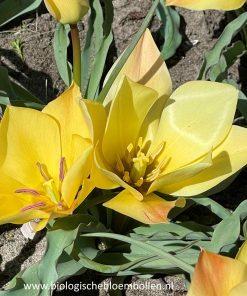 Botanische tulp Bronze Charm - Tulipa batalinii 'Bronze Charm' - 10 bollen