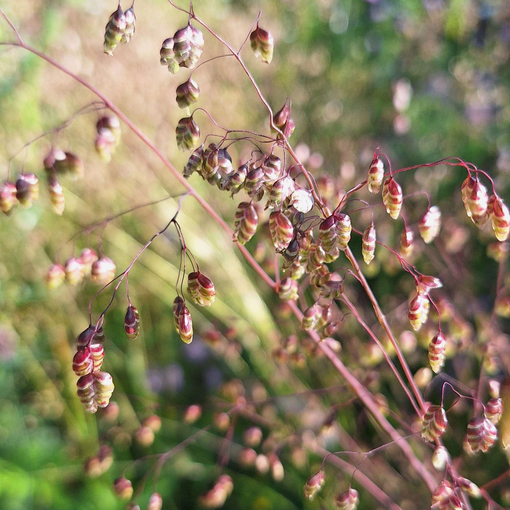 Zoemende tuin – inheems bijen- & vlinderpakket - Afbeelding 2