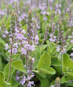 BIO Mannetjesereprijs – Veronica officinalis