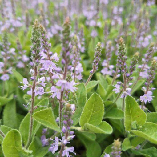 BIO Mannetjesereprijs – Veronica officinalis