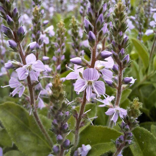 BIO Mannetjesereprijs – Veronica officinalis - Afbeelding 2