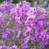 BIO Damastbloem -  Hesperis matronalis