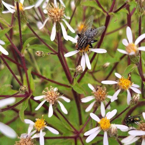BIO Grootbladige aster - Aster macrophyllus - Afbeelding 2