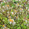 BIO Grootbladige aster - Aster macrophyllus