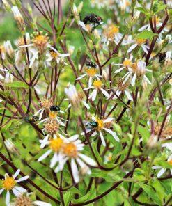 BIO Grootbladige aster - Aster macrophyllus
