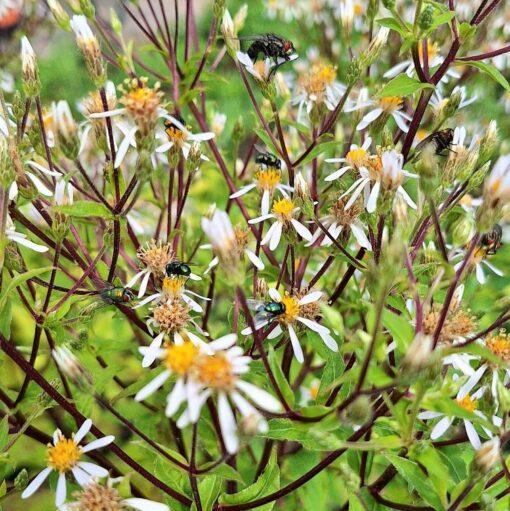 BIO Grootbladige aster - Aster macrophyllus