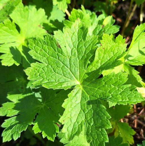 BIO Donkere ooievaarsbek - Geranium phaeum - Afbeelding 2