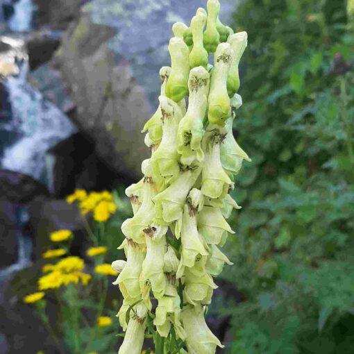 BIO Gele monnikskap - Aconitum vulparia - Afbeelding 2