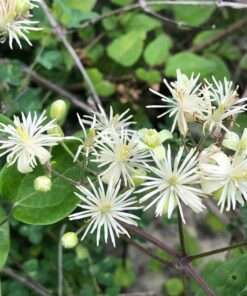 Bosrank - Clematis vitalba