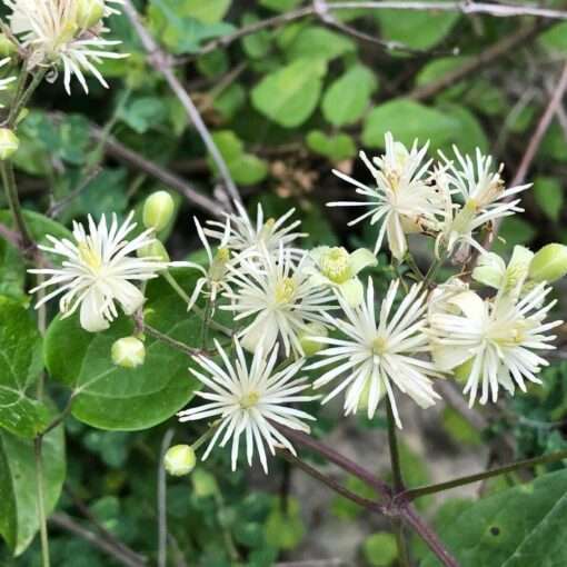 Bosrank - Clematis vitalba