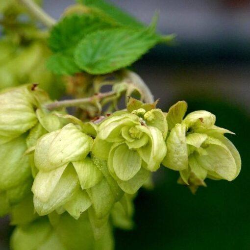 BIO Hop - Humulus lupulus - Afbeelding 2