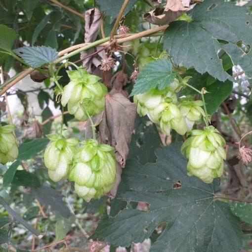 BIO Hop - Humulus lupulus - Afbeelding 3