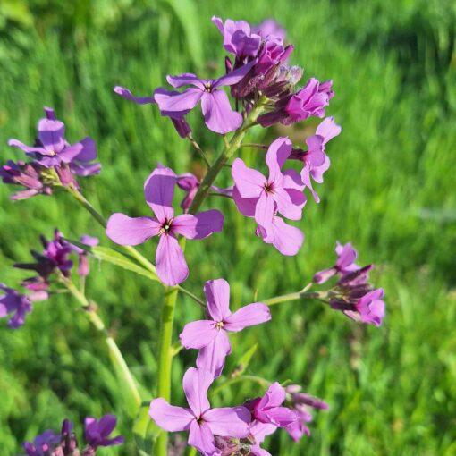 BIO Damastbloem -  Hesperis matronalis - Afbeelding 3