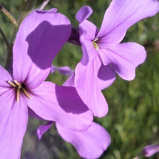 BIO Damastbloem -  Hesperis matronalis - Afbeelding 2