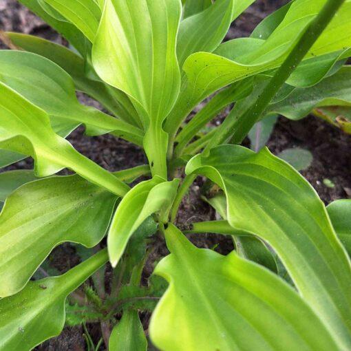 BIO Hartlelie Royal Standard - Hosta Royal Standard - Afbeelding 2