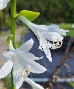BIO Hartlelie Royal Standard - Hosta Royal Standard