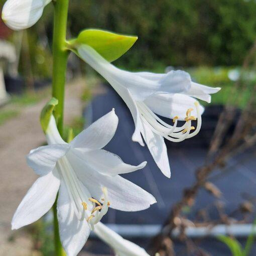 BIO Hartlelie Royal Standard - Hosta Royal Standard