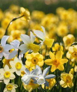 BIO vrolijke Narcissenmix - 25 stuks