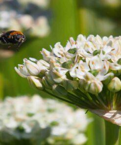 BIO Zwarte look - Allium nigrum - 5 stuks