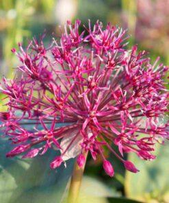 BIO Allium Red Giant Star - Allium karataviense - 5 stuks