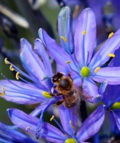 BIO Prairielelie - Camassia leichtlinii 'Caerulea' - 3 stuks