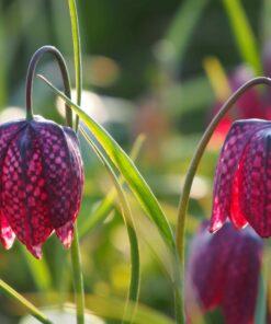 BIO Kievitsbloem - Fritillaria meleagris - 10 stuks